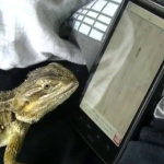 Iguana gioca con lo smartphone