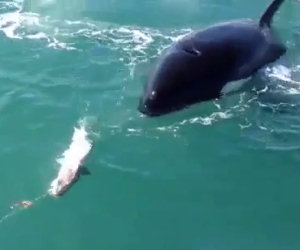 Orca ruba il pesce di un pescatore