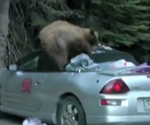 Orso ruba il cibo da un'automobile