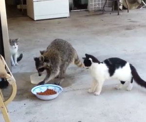 Procione ruba il cibo dei gatti