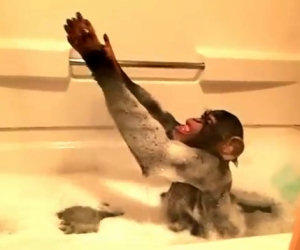 Scimmia ama farsi il bagno