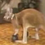 Canguro boxer