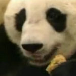 Panda pauroso