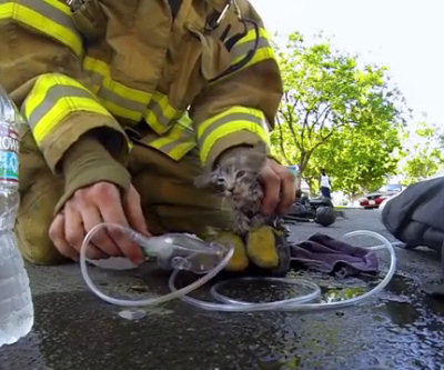 Vigile del fuoco salva un gattino