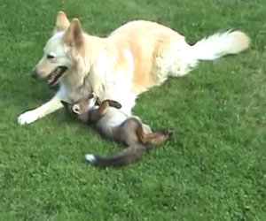 Volpe e cane migliori amici