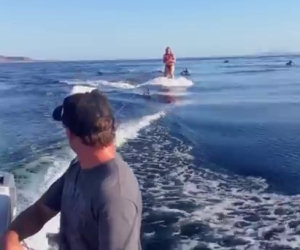 Ragazza circondata da delfini mentre sta facendo Wakeboard