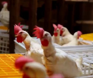 1500 galline liberate da una fabbrica aprono le ali per la prima volta