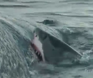 Cinque squali affamati mangiano la carcassa di una balena