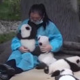 Il lavoro più dolce del mondo: abbracciare e coccolare i panda