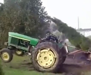 La crudele vendetta di un albero che sta per essere abbattuto