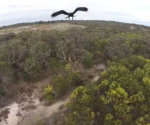 Un'aquila distrugge un drone in volo nei cieli australiani