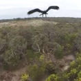 Un'aquila distrugge un drone in volo nei cieli australiani