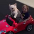 Il bambino vorrebbe guidare l'auto ma guardate cosa fa il cane