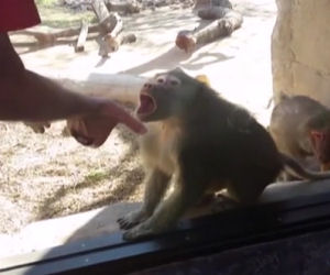 Fa un gioco di magia di fronte a un babbuino, guardate la sua reazione!