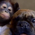 Il baby orango è stato abbandonato, lo adotta un amico speciale