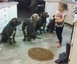 Cosa ci fa una bimba di 4 anni con 6 pit bull? E questi sarebbero aggressivi?