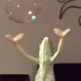 Ciò che fa questo camaleonte con le bolle di sapone è spettacolare