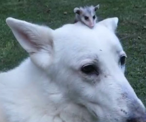 Il cane adotta un piccolo opossum che ha perso la mamma