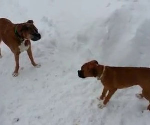 Il cane più anziano fa uno scherzo divertente al cucciolo