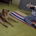 Prova una difficile posizione di yoga, anche il cane la esegue