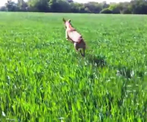 Un cane confuso crede di essere diventato un canguro