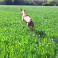 Un cane confuso crede di essere diventato un canguro