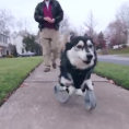 Il cane che corre felice sulle sue nuove zampe stampate in 3D