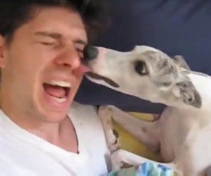 I padroni sono in vacanza, il dog-sitter invia loro questo video