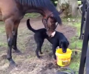 Il cane fa amicizia con un cavallo, i due diventano inseparabili