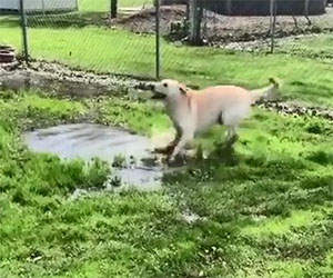 Cane fa tip tap sulla pozzanghera e si diverte un mondo