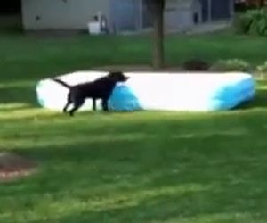 I bambini si nascondono sotto la piscina, ecco cosa fa il cane