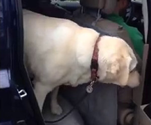 Il cane anziano non riesce a scendere dall'auto, ecco chi lo aiuta