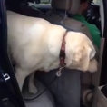 Il cane anziano non riesce a scendere dall'auto, ecco chi lo aiuta
