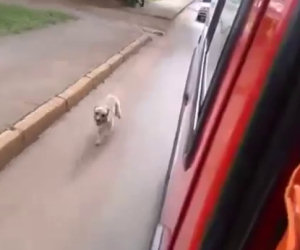 Cane insegue il padrone sull'ambulanza