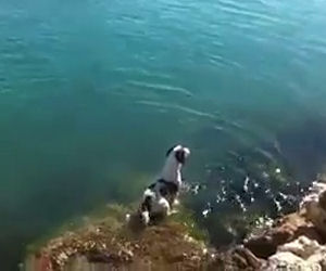 Un cane aspetta i suoi amici delfini a riva e poi nuota con loro