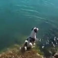 Un cane aspetta i suoi amici delfini a riva e poi nuota con loro