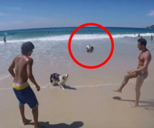 Il cane gioca in spiaggia e palleggia insieme ai suoi amici