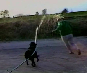 Il cane ruba un tubo dell'acqua e bagna il padrone inseguendolo