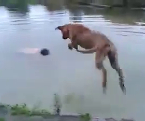 Questo cane salva il proprio padrone che sta per annegare