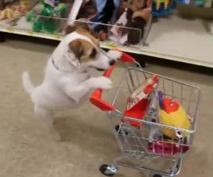 Cane sbriga le faccende di casa