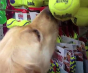 Chiede al cane di scegliere il suo giocattolo preferito e lui lo fa!
