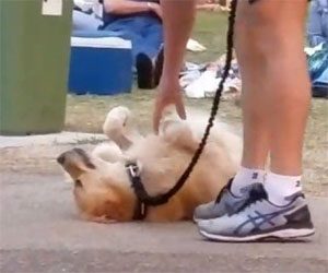 Questo cane si finge morto per non andare via dal parco