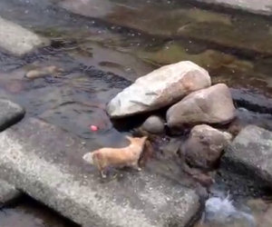 Cane si lancia da solo la pallina