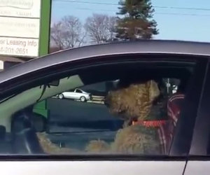 Il cane, lasciato in auto, chiama il padrone suonando il clacson