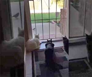 Il cane fa un agguato e terrorizza i suoi tre amici gatti