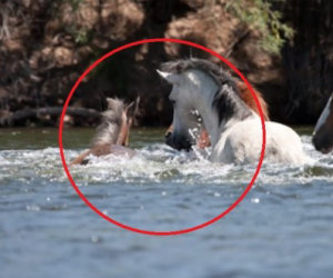 La puledra sta annegando nel fiume ma viene salvata dal capobranco