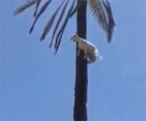 Capra in cima ad un albero, come ci sarà arrivata?