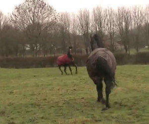 Questi cavalli sono stati separati per anni. Adesso si ritrovano così!