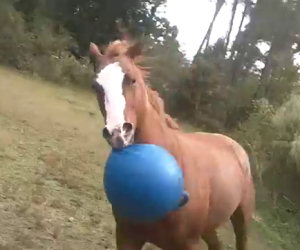Nessuno credeva che il suo cavallo facesse questo, così lo ha filmato
