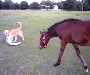Il cane afferra uno straccio, ecco la reazione del cavallo